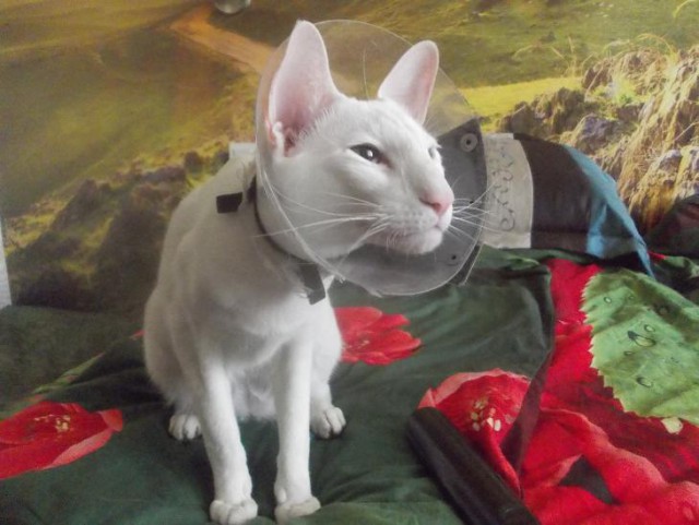 Котовторник 16.05.2017