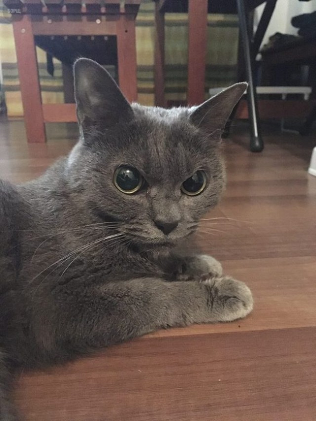 Коты и Кошки