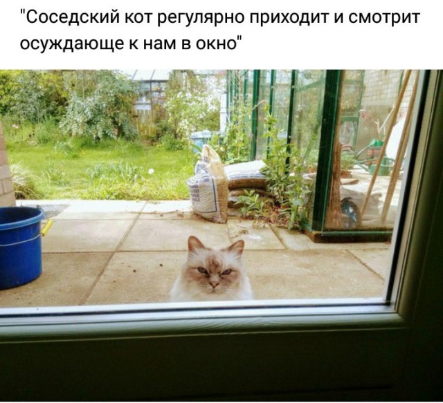 100 картинок для поднятия настроения!