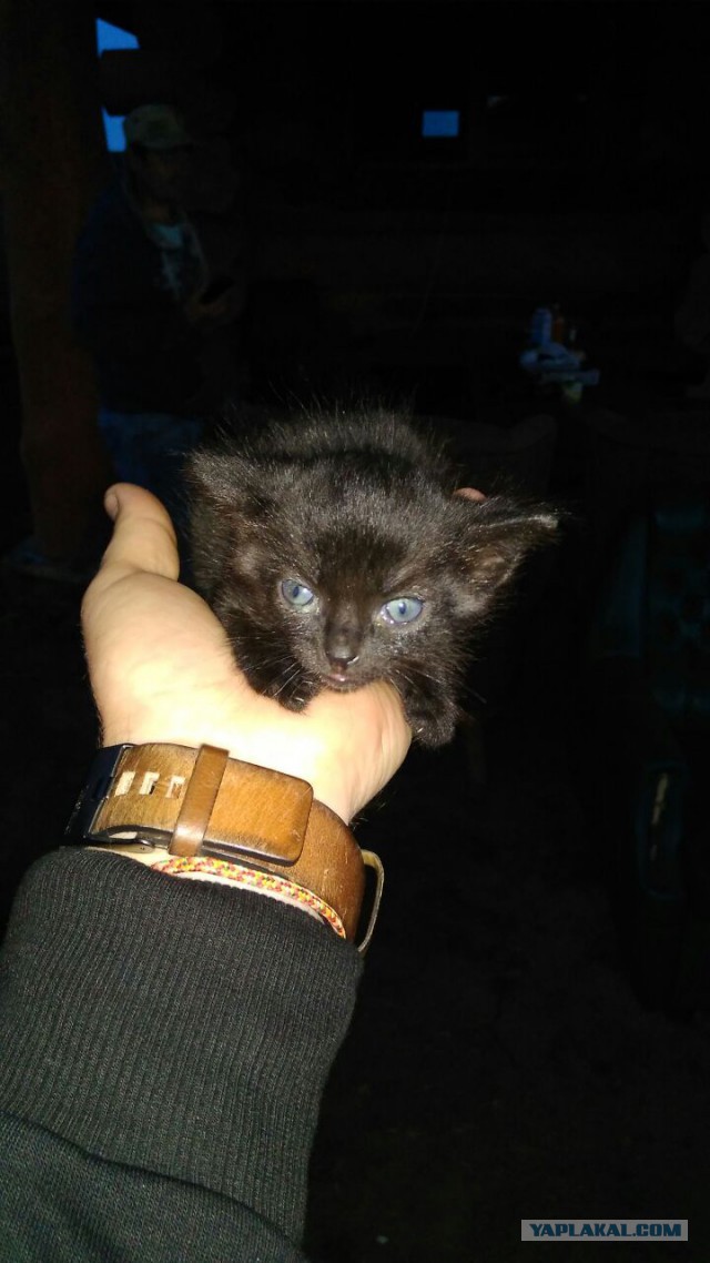 Котовторник 24.04.2018