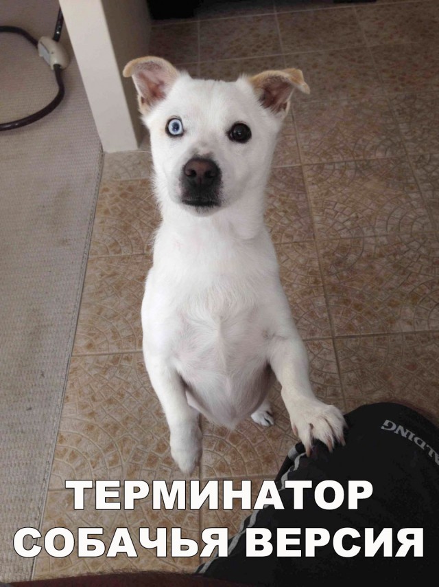 Нестандартный юмор