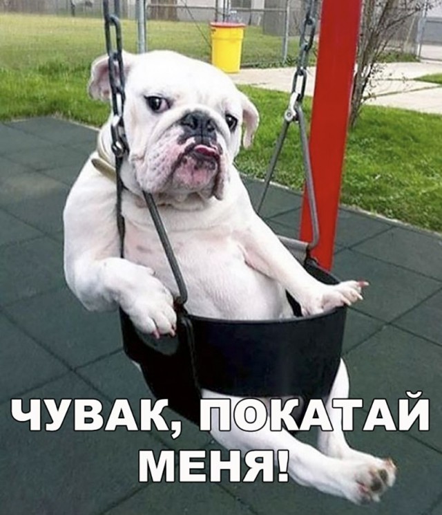 Живность из сети