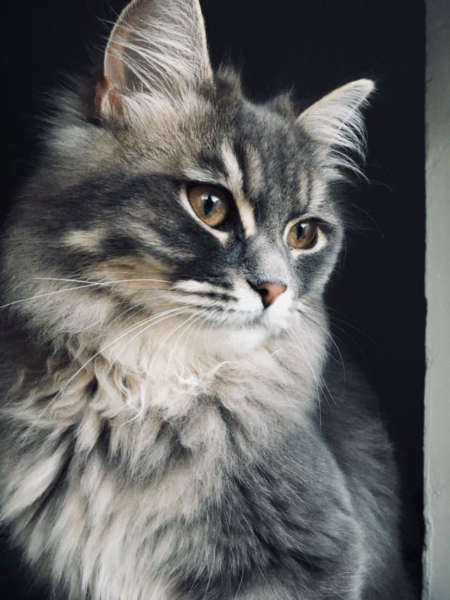 Давай заведем кота