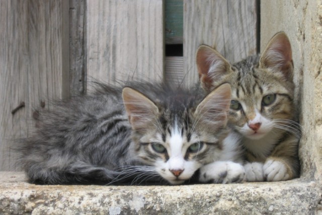 Котовторник Вместе