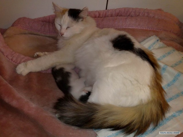 Ура, котовторник!