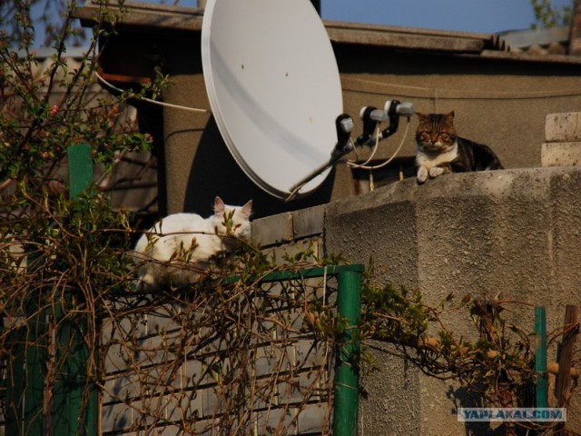 Ну что, котовторник?