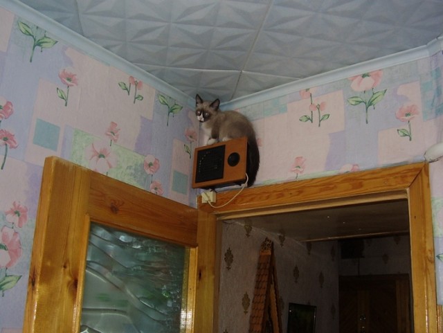 Котовторник 15.02.2011