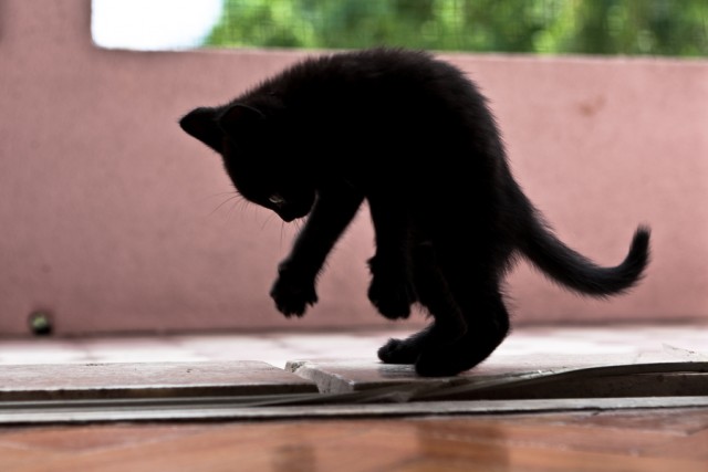 Котовторник, для любителей кошек