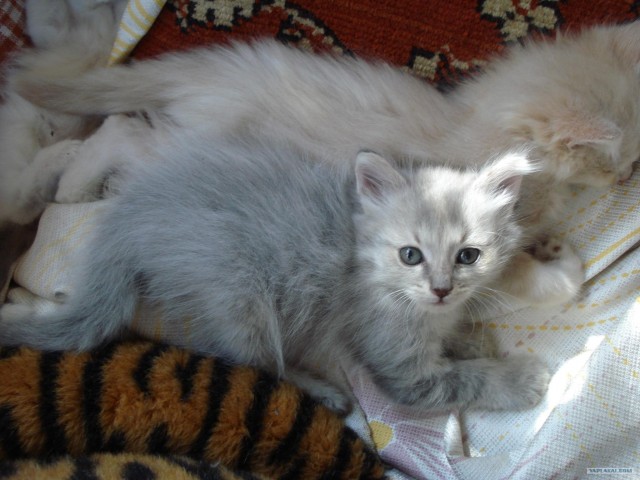 Десантный котовторник