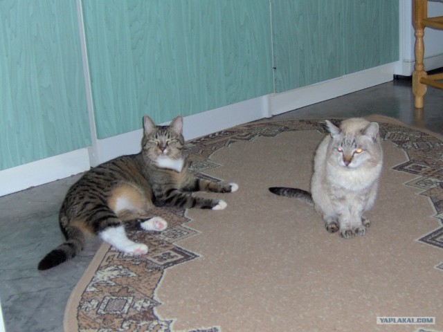 Котовторник 06.09.11