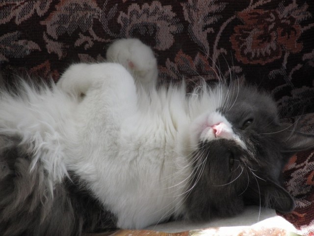 Профессиональный котовторник