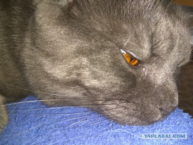 Котовторник (20.11.18)