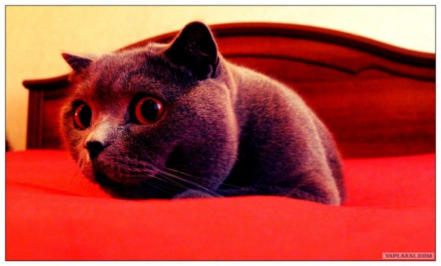 Котовторник 10. 07. 2012