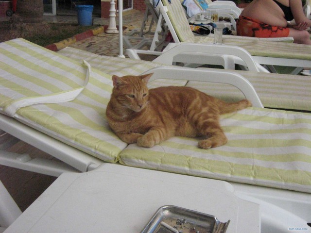 Котовторник 24.07.2012