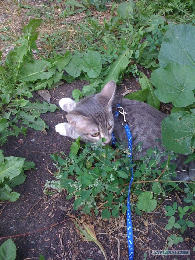 Котовторник 07.08.2012