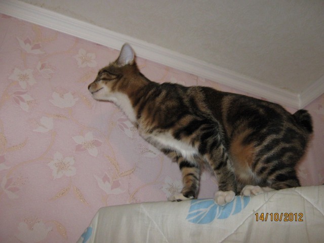 Котовторник  16.10.12