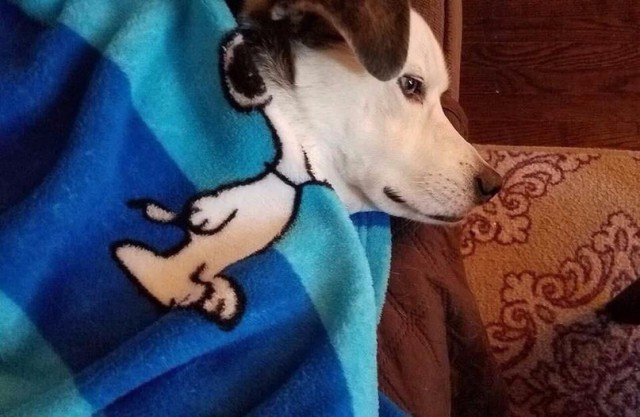 Живность из сети