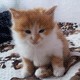 Аватары на заказ