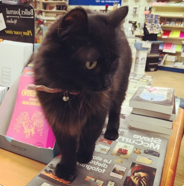 Котофеев пост