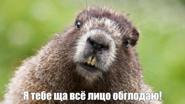 Бобер валит дерево ночью