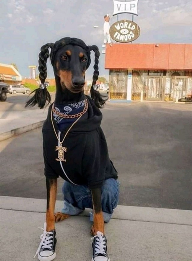 Эти забавные животные