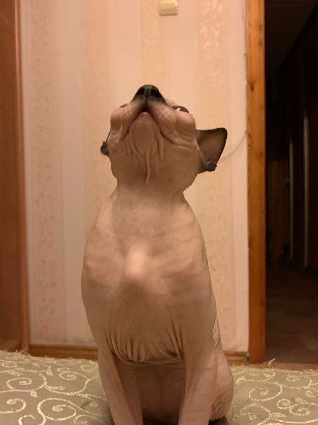 Эти забавные животные