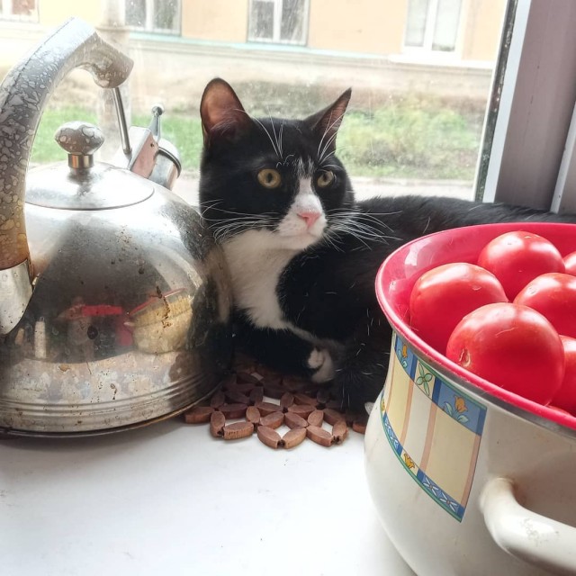 Котовторник 13.10.2020