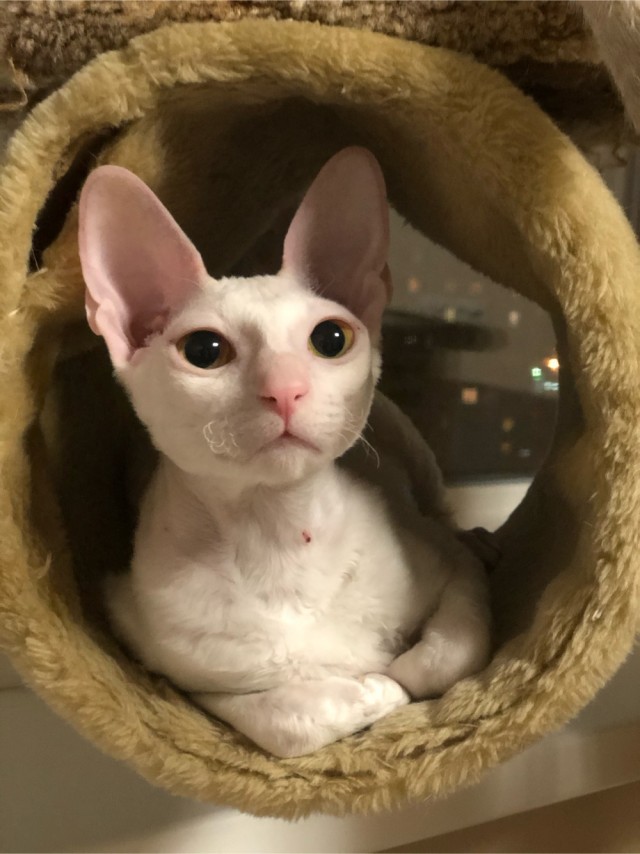 Котовторник 17.11.20