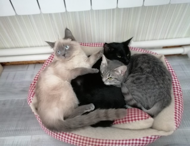 Котовторнику быть!