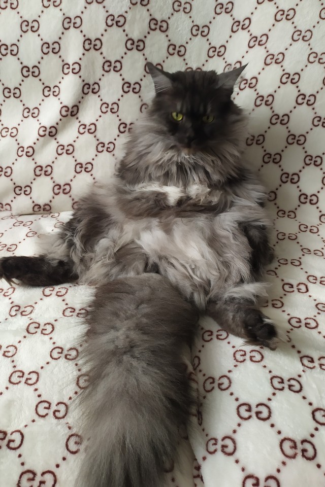 Вторник. Кото-вторник...