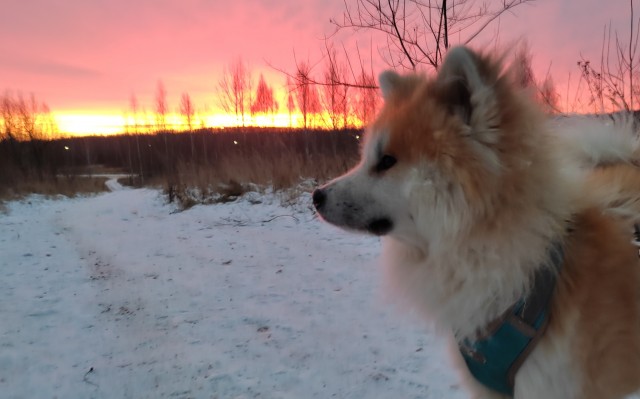 А давайте уже собакочетверг!