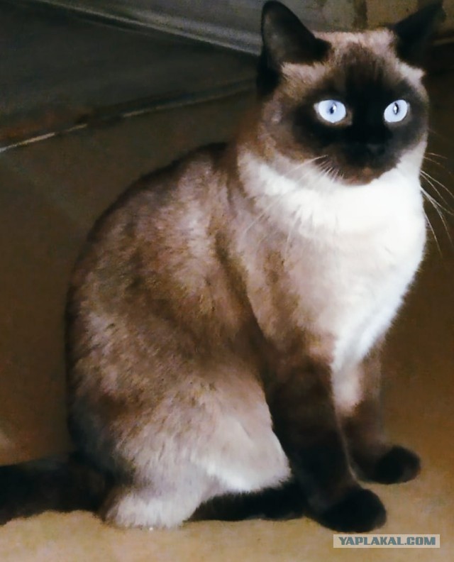 Моя новая коша.