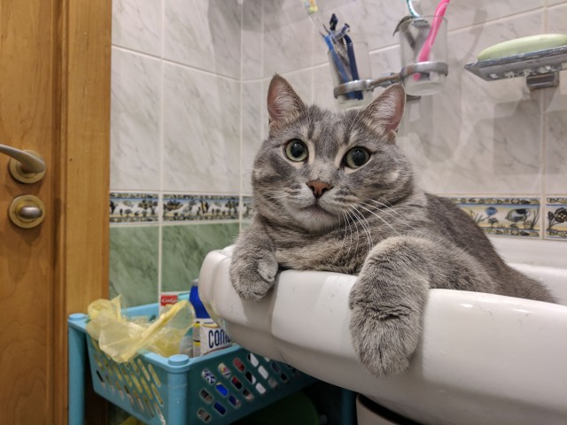 Котовторник 21.12.21