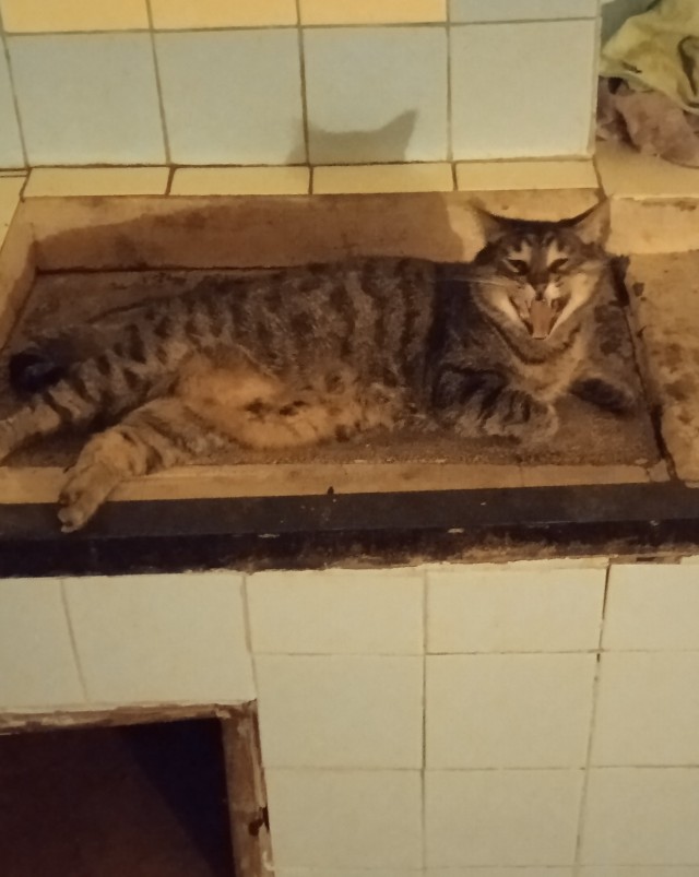 Котовторник 11.01.22