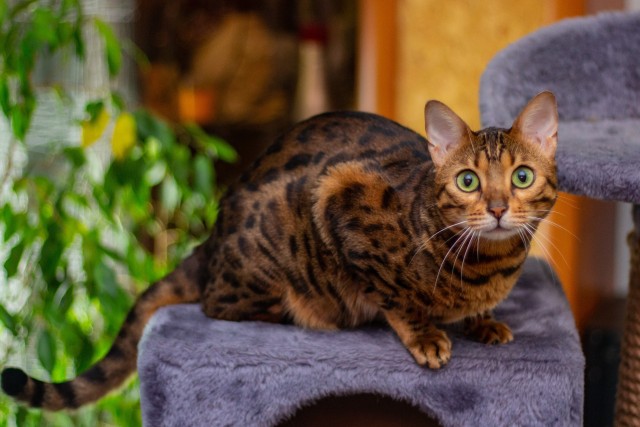 Котовторник вроде.
