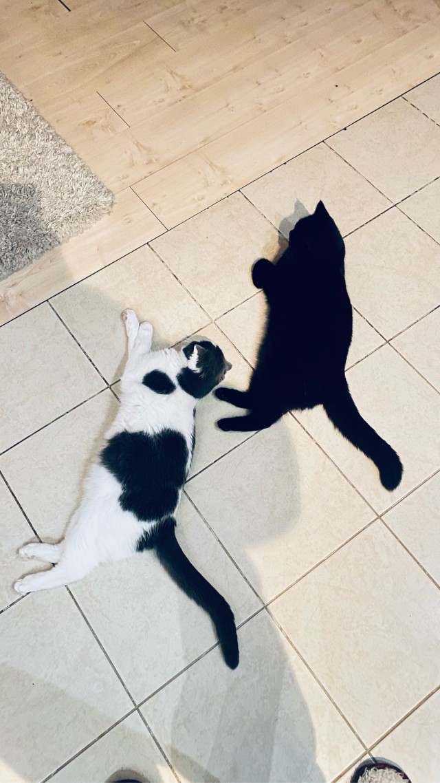 Котовторник