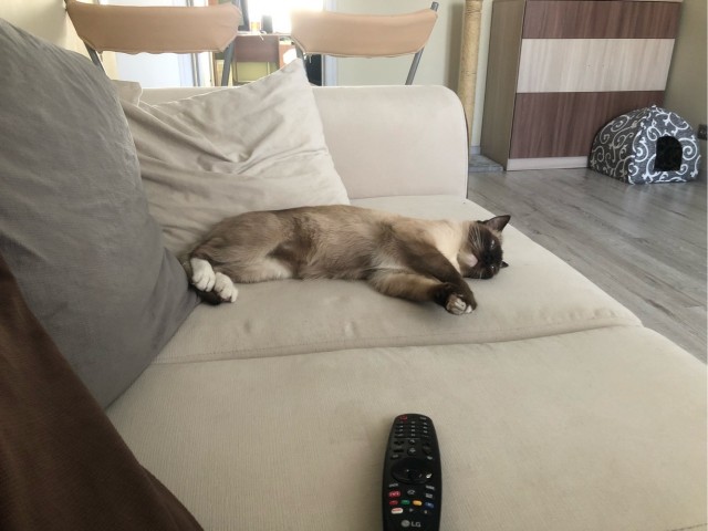 Ну, поехали в котоввторник!