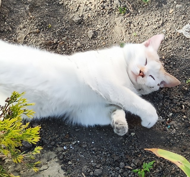А как спит ваш кошачий?