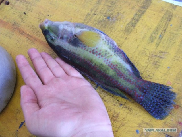 Sea Fishing. Черное море
