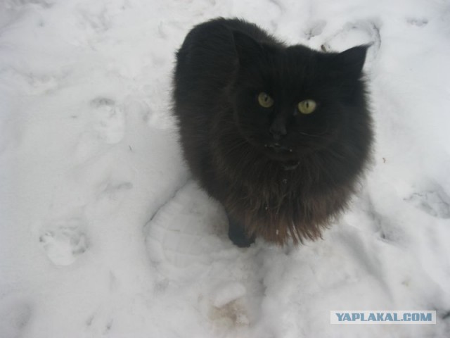 Жизнь домашнего приюта для котеек 424