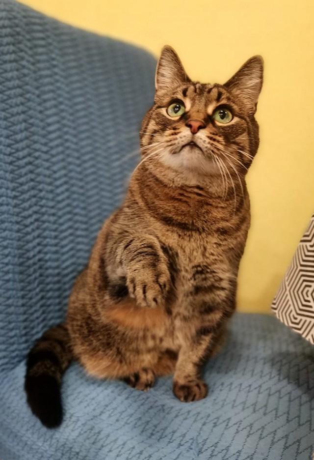 Котодракула
