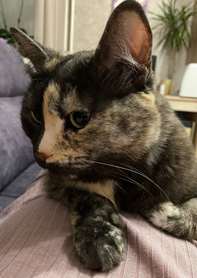 Котовторник