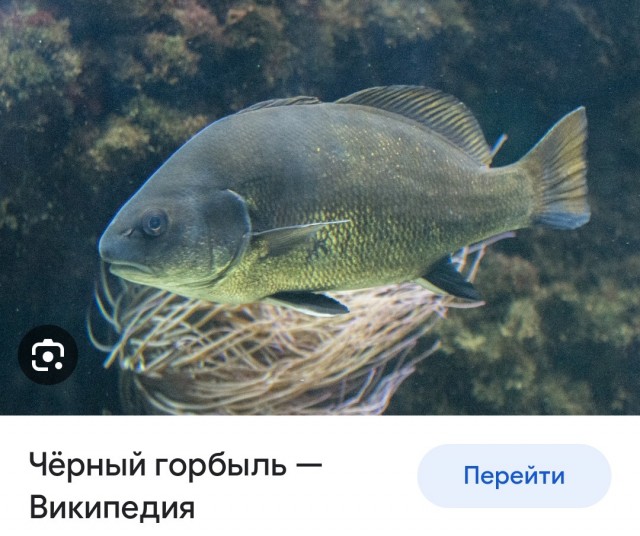 Правильное мнение: Отличие баб от женщин