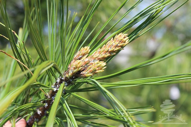 О подножном лекарстве