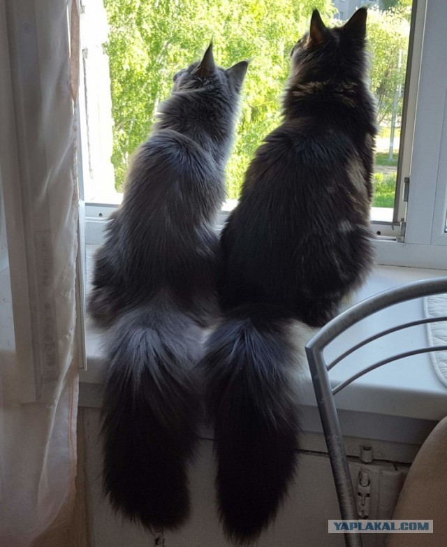 Котомемы 29.09.23