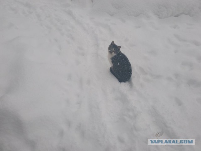 Жизнь домашнего приюта для котеек 479