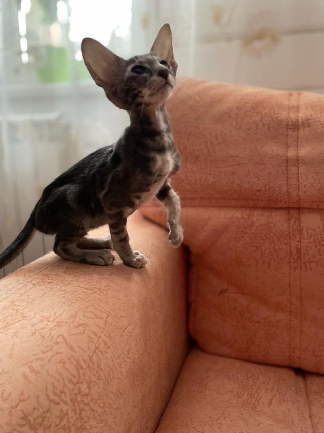 Сегодня в очередной раз я стал рабом