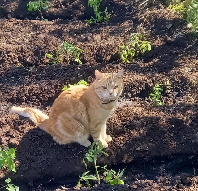 Коток