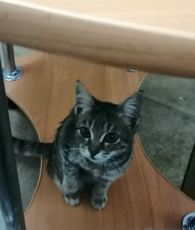 Прикольные морды котов псов к настроению...