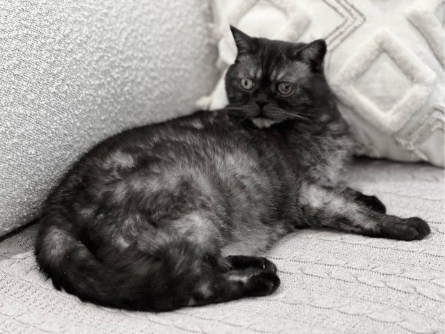 Котовторник
